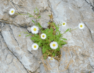 Photo from the Spiritual Abuse Survivor Network. Click on this picture to learn more.