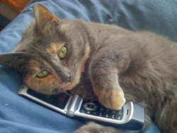[Image: A cat, dialing numbers on a flip-phone. The only acceptable kind of “catcalling” that exists.]